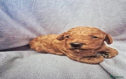 Toy Poodle dogs for sale: Exceptional Toy Poodles Health Tested&FamilyRaised - Image 4