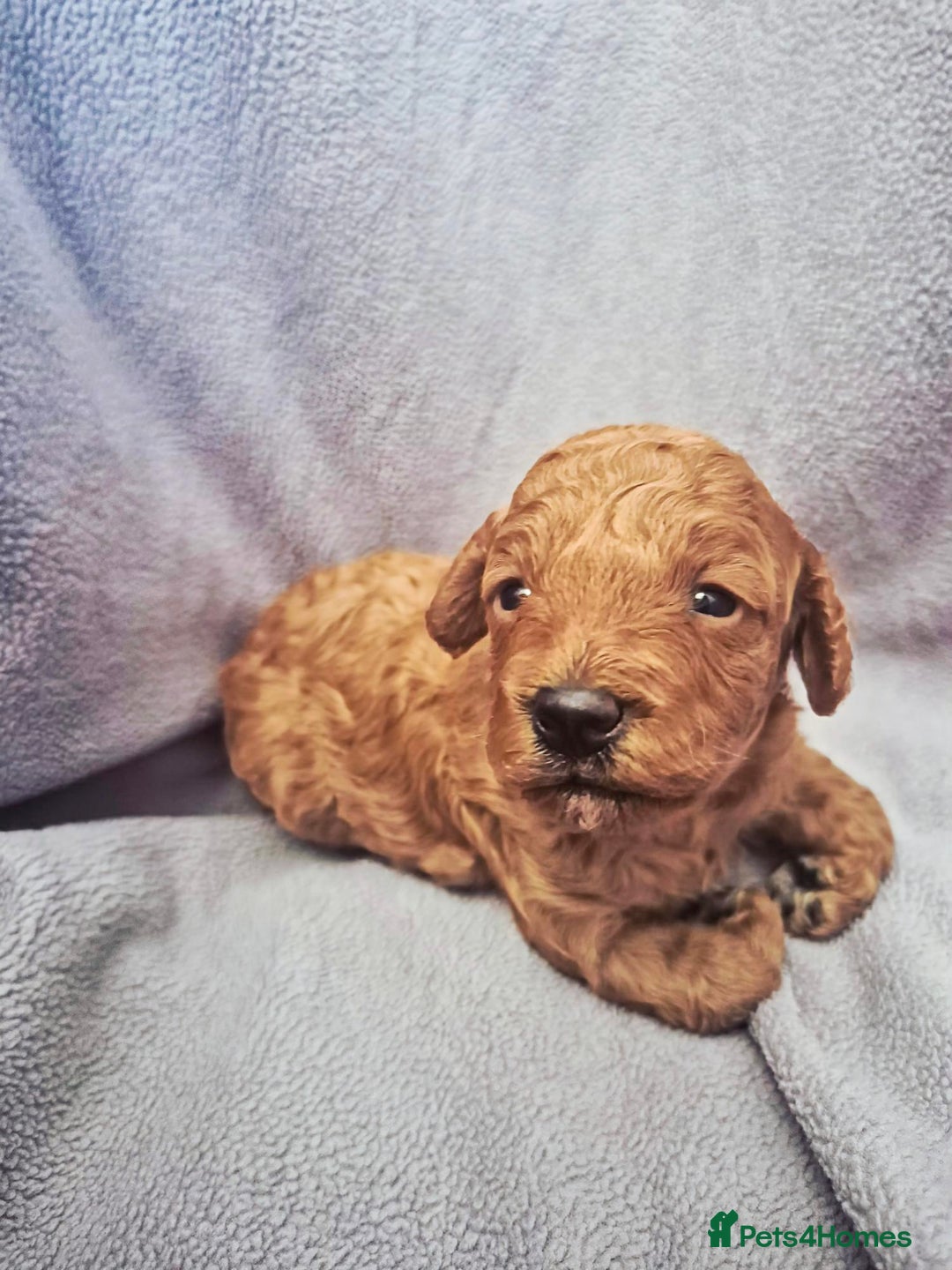 Toy Poodle dogs for sale: Exceptional Toy Poodles Health Tested&FamilyRaised - Image 4