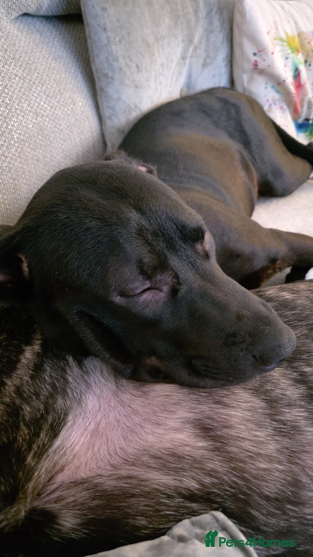 Mixed Breed dogs for sale: Kali 8 months old - Advert 6