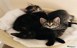 Mixed Breed cats for sale: Precious Fur Babies - Image 2