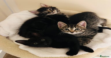 Mixed Breed cats - Advert 11