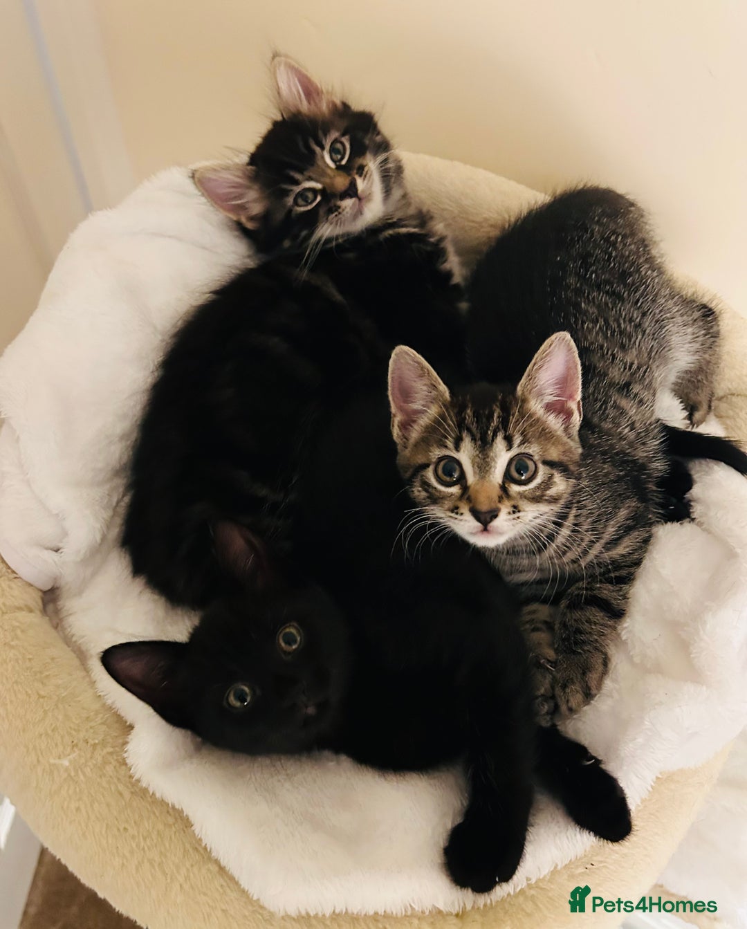 Mixed Breed cats for sale: Precious Fur Babies - Image 2