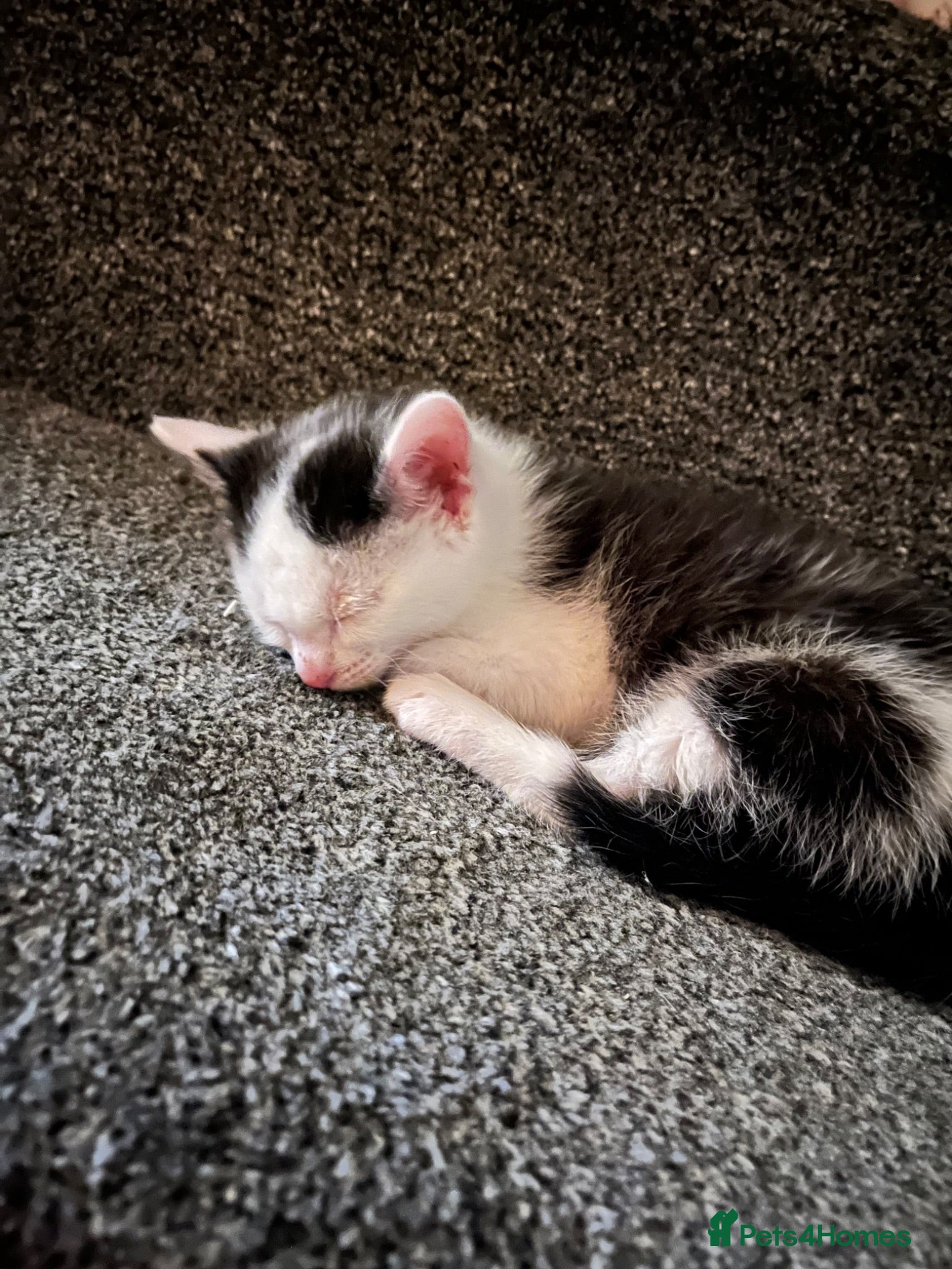 Domestic Shorthair cats 2x kittens - Advert 1