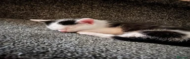 Domestic Shorthair 2