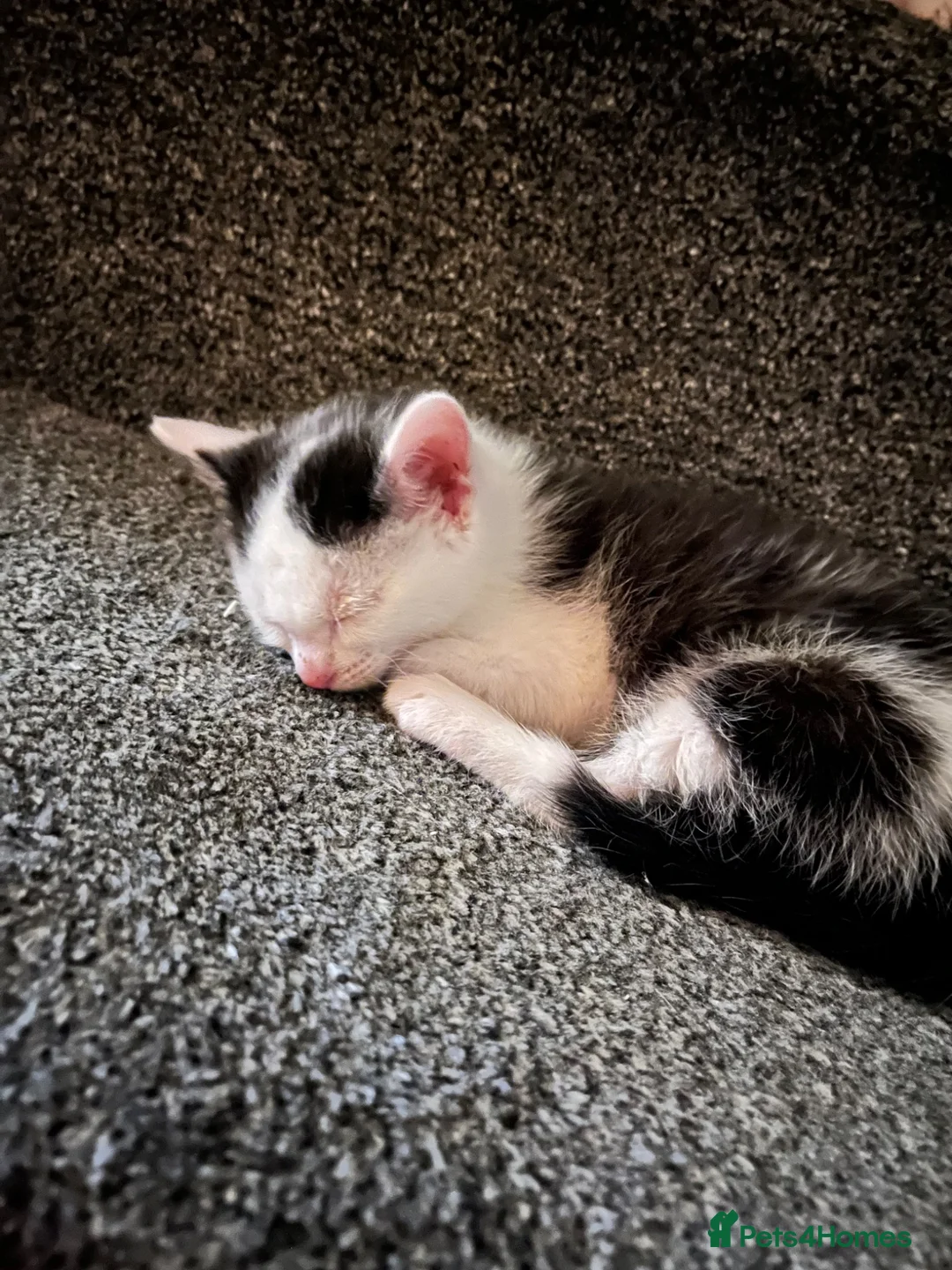Domestic Shorthair cats for sale: 2x kittens - Advert 1