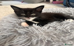 Maine Coon cats for sale: 1/2 Maine coon, 1 boy left. 8 weeks & ready to go - Image 4