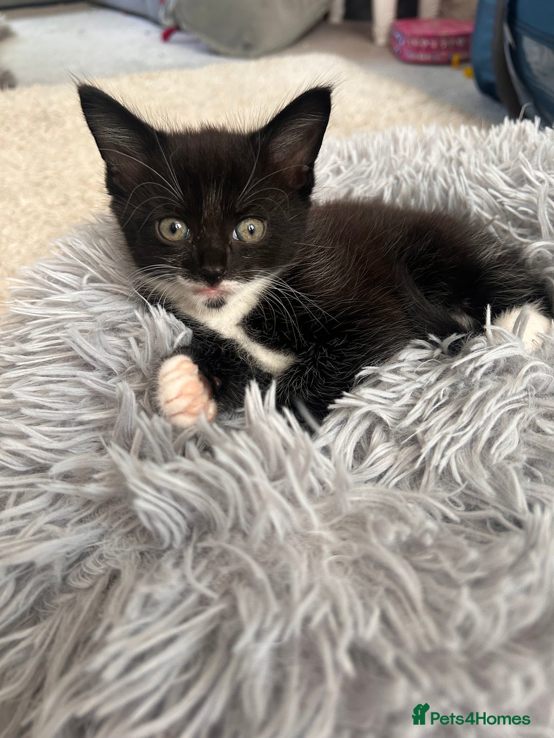 Maine Coon cats for sale: 1/2 Maine coon, 1 boy left. 8 weeks & ready to go - Image 4