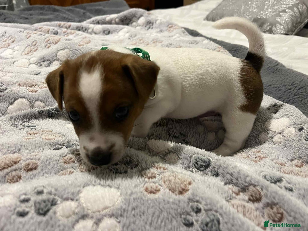Jack Russell dogs for sale: Jack Russell Puppies for Sale  - Image 4
