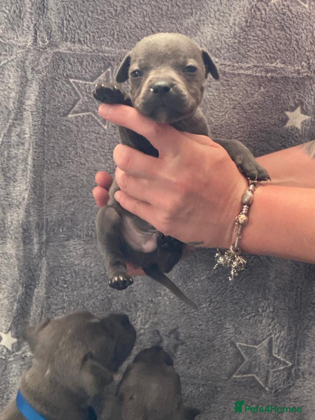 Staffordshire Bull Terrier dogs for sale: Pure breed blue Staffordshire bull terrier - Image 9