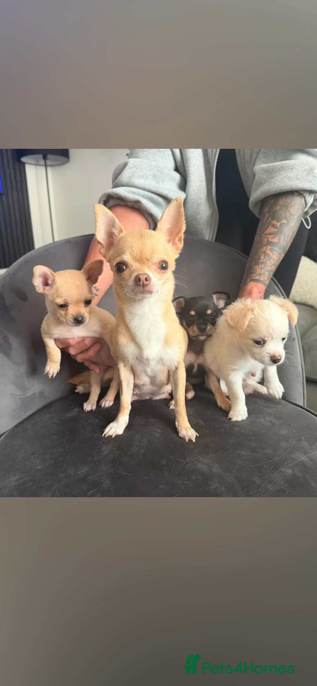 Chihuahua dogs for sale: Chihuahua puppies for sale - Advert 1