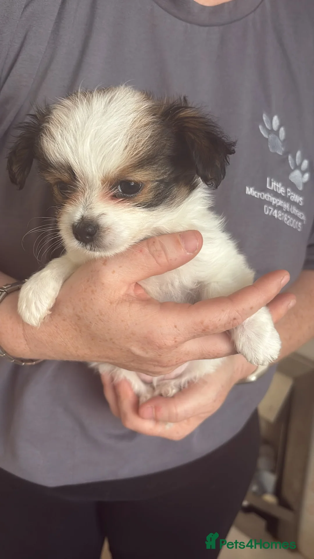 Chorkie dogs for sale: Miniature chorkies  - Advert 2