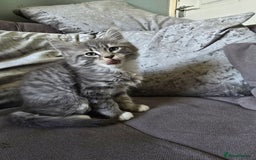 Mixed Breed cats for sale: 5 3/4 persian kittens ready now - Image 9