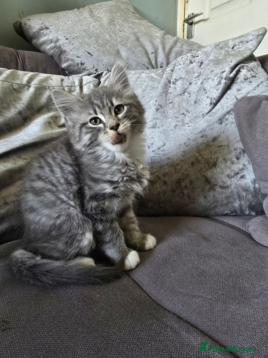 Mixed Breed cats for sale: 5 3/4 persian kittens ready now - Image 9