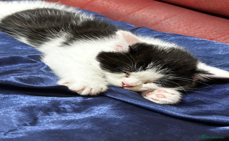 Mixed Breed cats - Advert 1