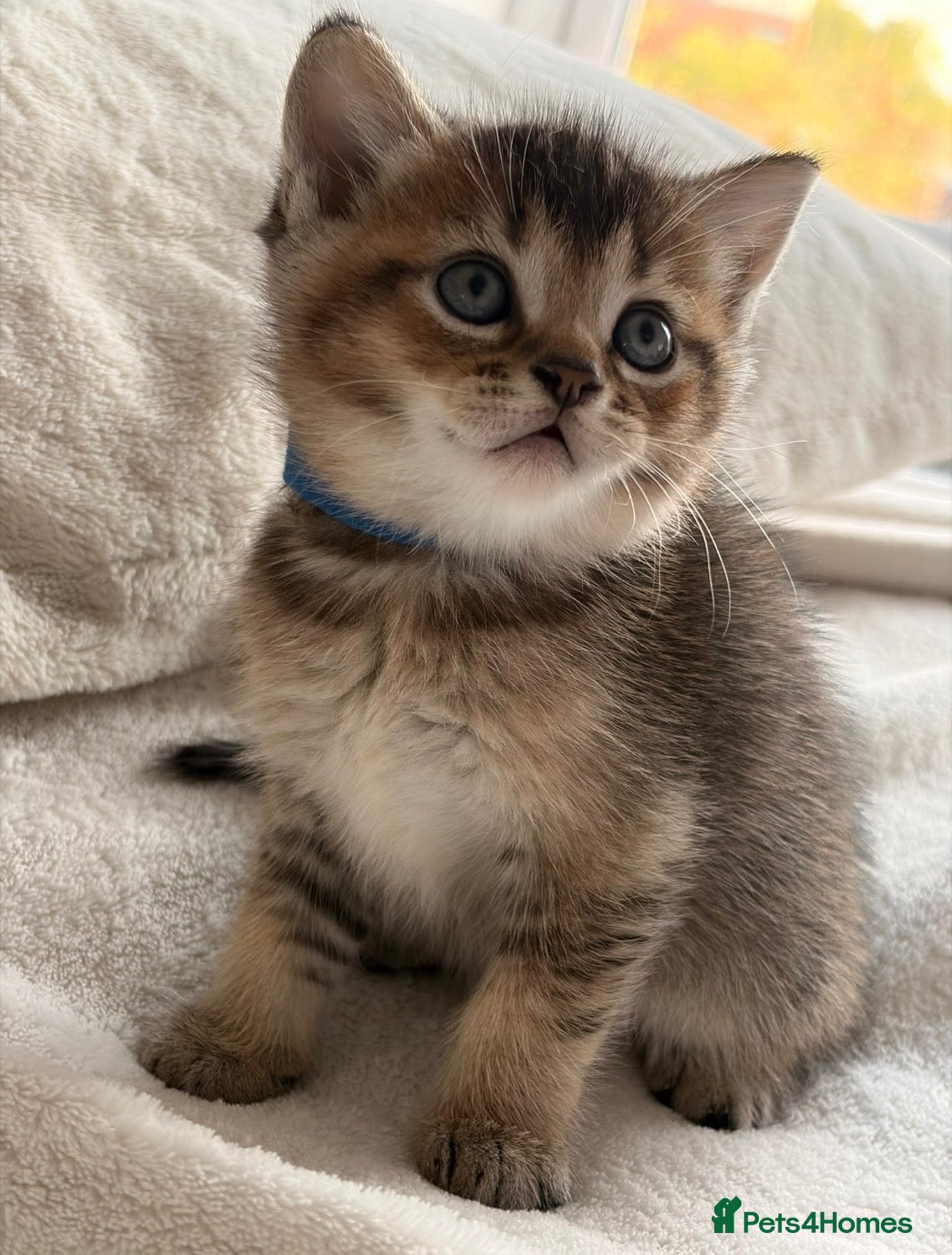 British Shorthair cats Gorgeous BSH Chinchilla Kittens  - Advert 1