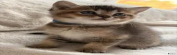 British Shorthair cats for sale: Gorgeous BSH Chinchilla Kittens  - Advert 1