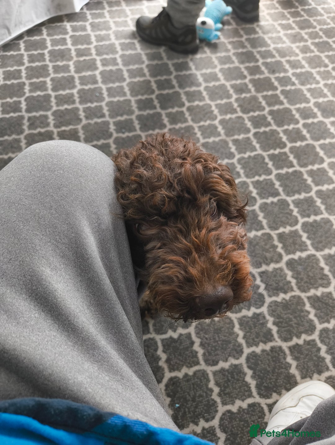Cockapoo dogs for sale: Cockapoo  - Image 2