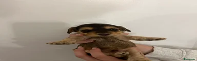 Cockapoo 3