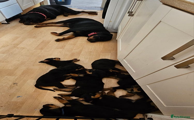 Rottweiler dogs - Advert 9
