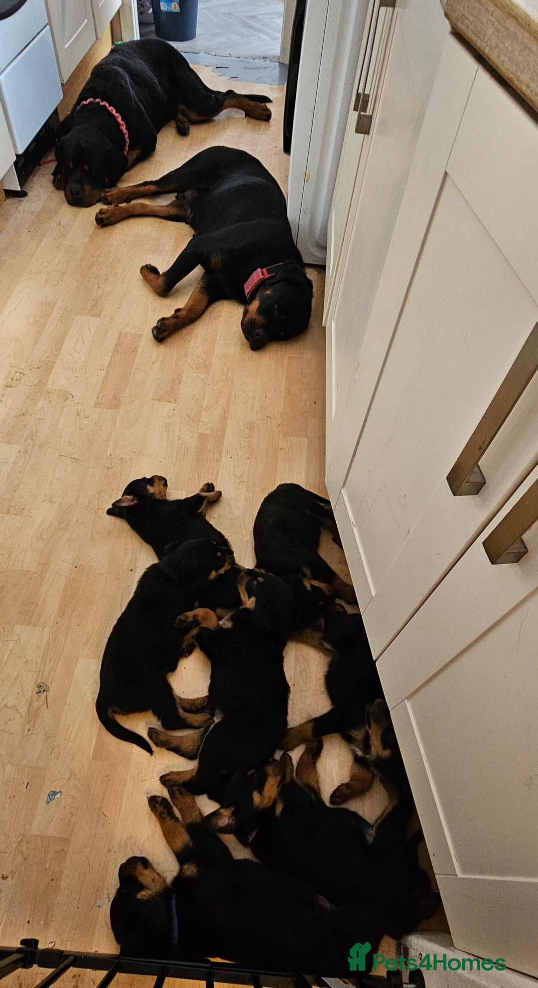 Rottweiler dogs for sale: Absolutely gorgeous rottweiler puppies - Image 1