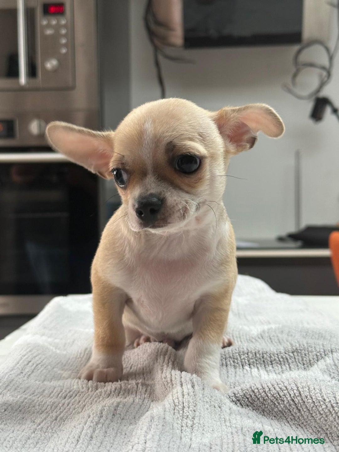 Chihuahua dogs for sale: Chihuahua  - Advert 6