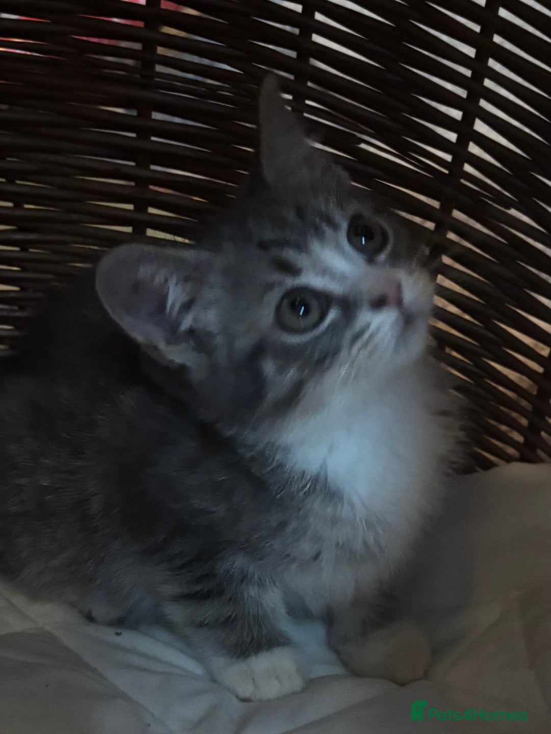 Mixed Breed cats for sale: Maine-Coon x British Blue Kittens.  - Advert 18