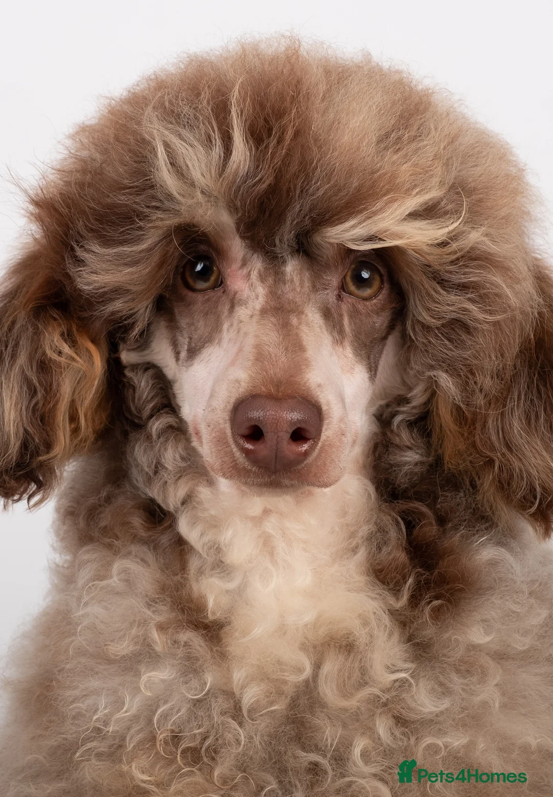 Poodle dogs for stud: EXTENSIVELY HEALTH TESTED POODLE STUD in Hoddesdon - Advert 9