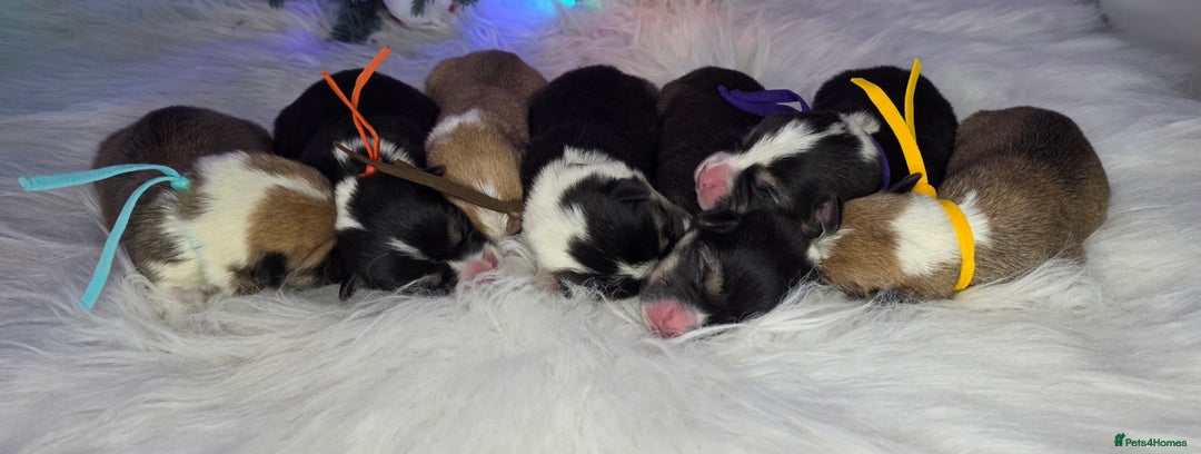 Welsh Corgi Pembroke dogs for sale: Outstanding Welsh Pembroke Corgi Puppies - Advert 4