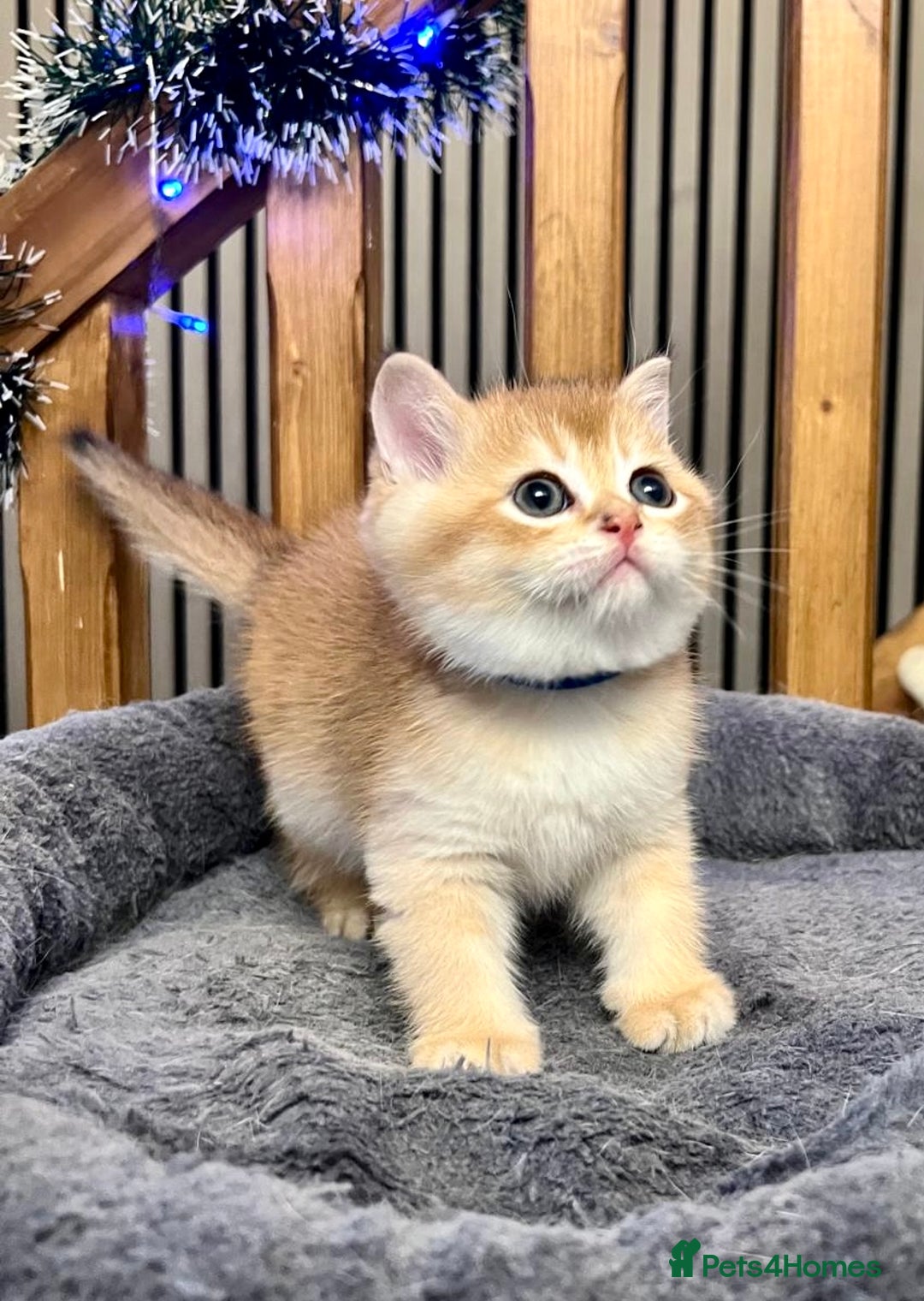 British Shorthair cats for sale: Fully pedigree kittens - Advert 10