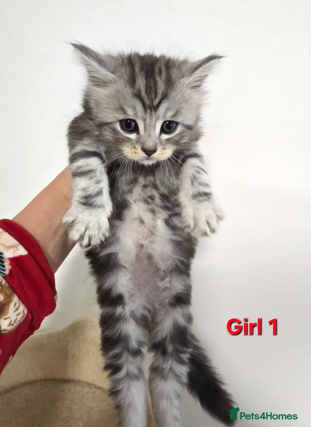 Mixed Breed cats for sale: Maine Coone Cross Kittens - Advert 5