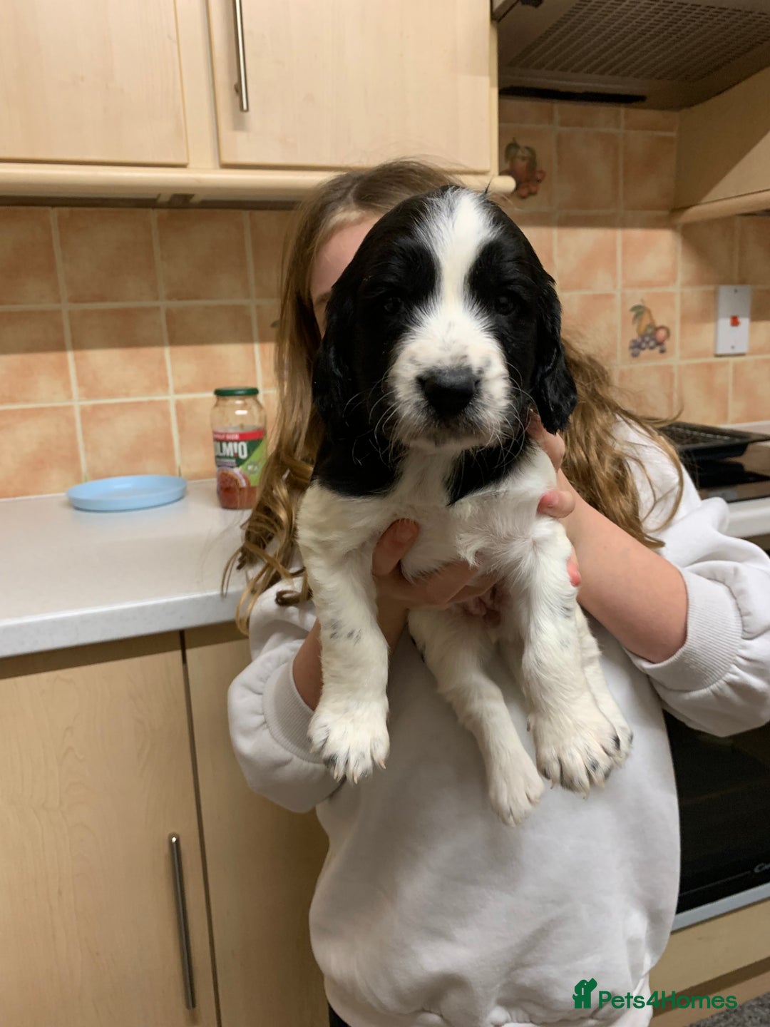 Sprocker dogs for sale: Sprockers for sale - Advert 3