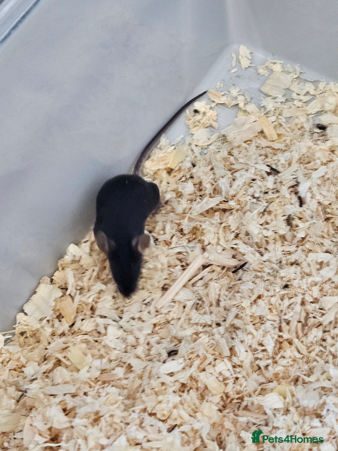 Mouse rodents for sale: Fancy mice  - Advert 9