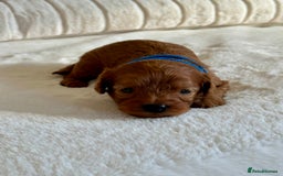 Cavapoo dogs for sale: Extensively Health Tested Cavapoo Puppies  - Image 6