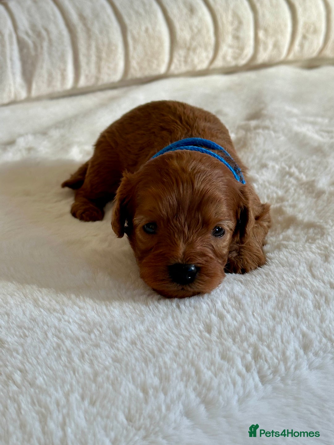 Cavapoo dogs for sale: Extensively Health Tested Cavapoo Puppies  - Image 6
