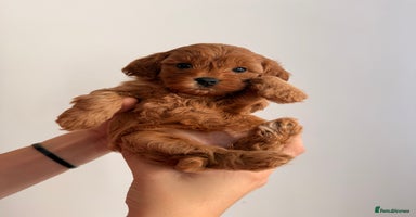Cavapoo dogs - Advert 2
