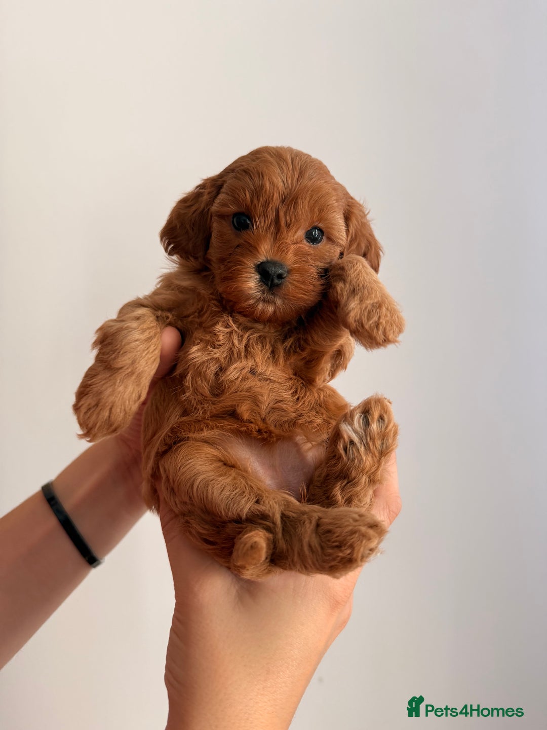 Cavapoo dogs for sale: Premium F1B Toy Red Cavapoo - 2 LEFT - Image 2