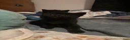 Mixed Breed cats for sale: two full black beautiful babies for sale  - Advert 9