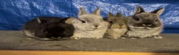Netherland Dwarf rabbits for sale: Netherland Dwarf - Advert 1