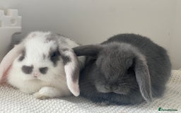 Mini Lop rabbits for sale: Rehoming Two Mini Lops - Image 21