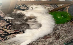 Mixed Breed cats for sale: Scottish fold X - Image 9