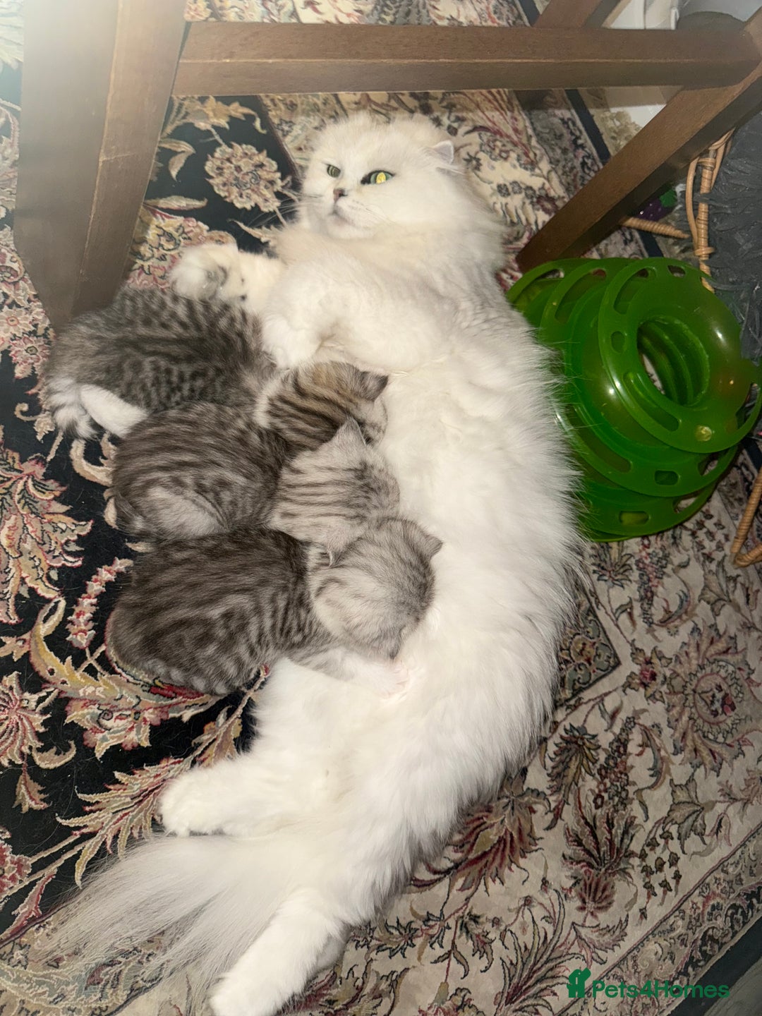 Mixed Breed cats for sale: Scottish fold X - Image 9
