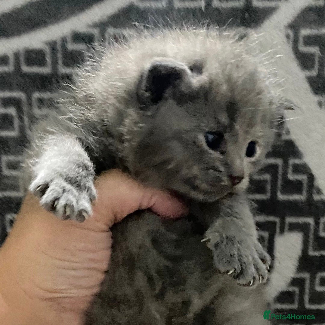 British Shorthair cats for sale: 2 girls 1 boy very docile  - Image 5