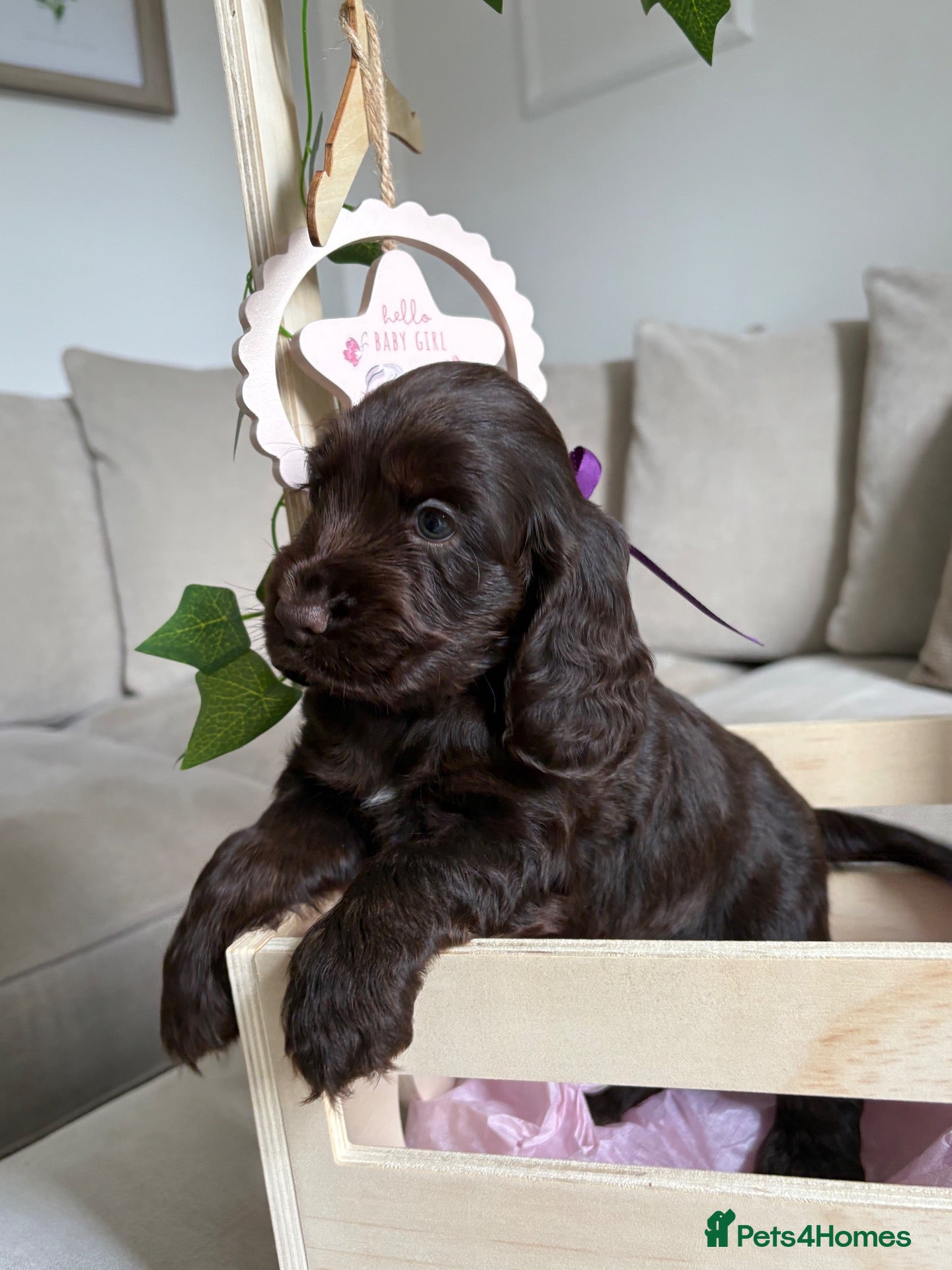 Cocker Spaniel dogs 🤎 Exceptional KC Show Cocker Spaniel Puppies 🤎 - Advert 6