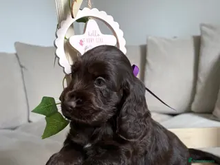 Cocker Spaniel dogs 🤎 Exceptional KC Show Cocker Spaniel Puppies 🤎 - Advert 6