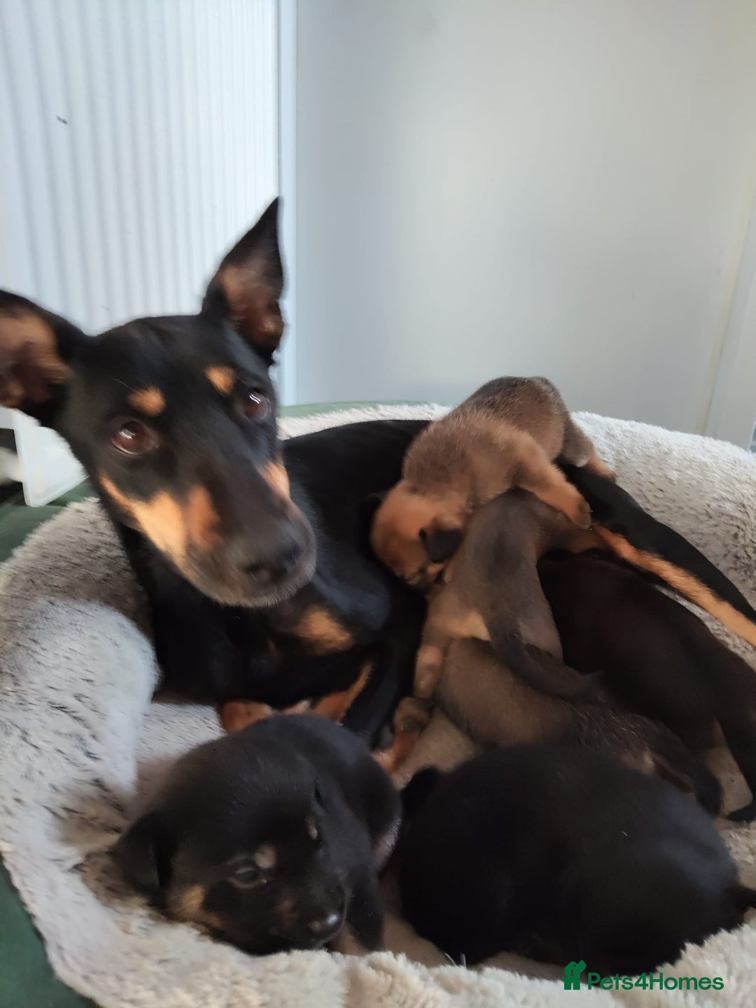 Mixed Breed dogs for sale: Belgium shepherd puppies - Image 7