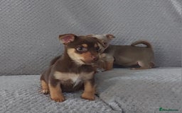 Jack Russell dogs for sale: Miniature jack Russell pups - Image 6
