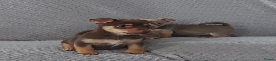 Jack Russell Puppy 4