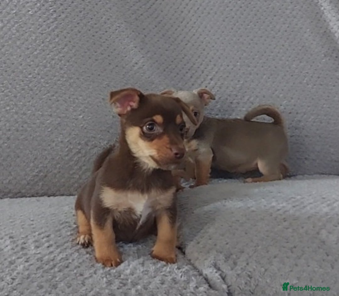 Jack Russell dogs for sale: Miniature jack Russell pups - Image 6