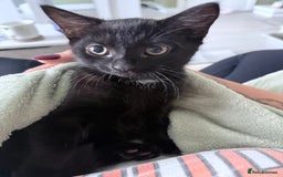 Domestic Shorthair cats for sale: Black domestic shorthair female - Image 3