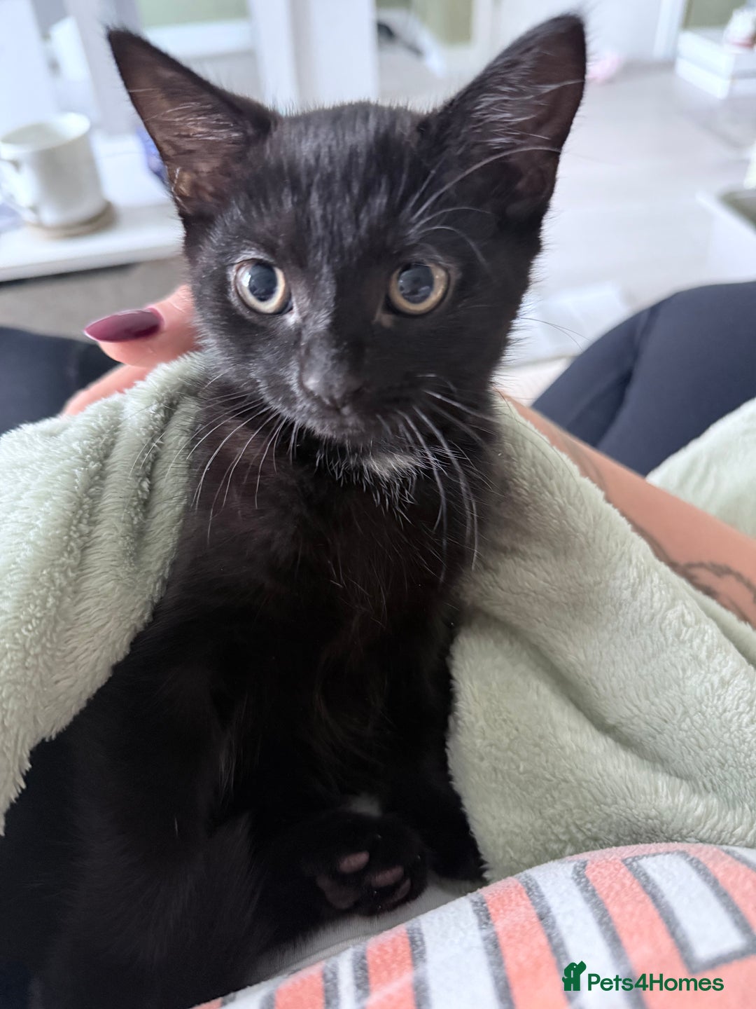 Domestic Shorthair cats for sale: Black domestic shorthair female - Image 3